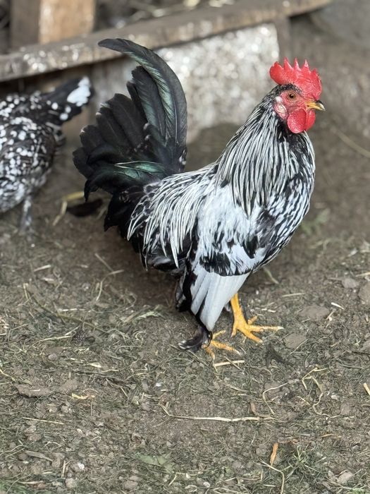 De vanzare cocosei pitici