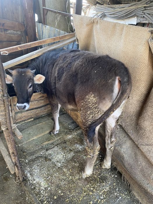 Продам телку с откорма