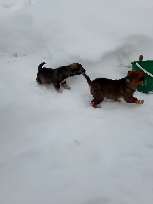 Отдам щенков бесплатно!