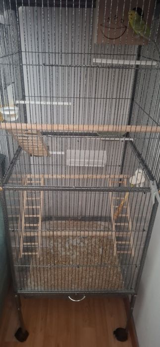 Colivie si o pereche de peruși