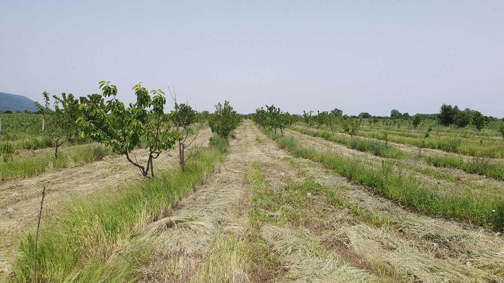 Продава се Земеделски имот в Асеновград -  кв.м за 1943 €/дка - Снимка #6