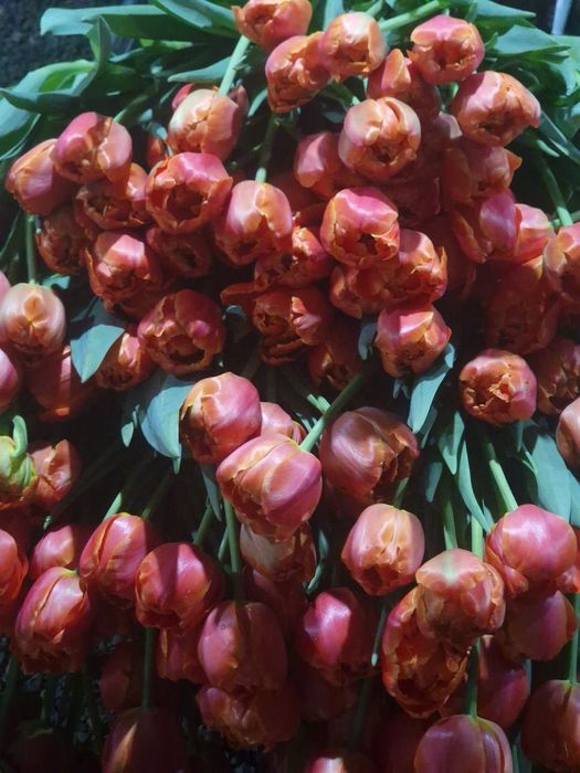 Тюльпаны крупный оптом