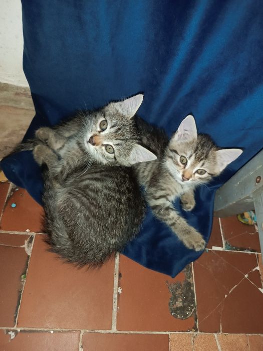 Mushukchalar hadiyaga