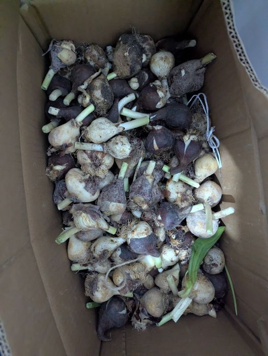 Луковицы от тюльпанов