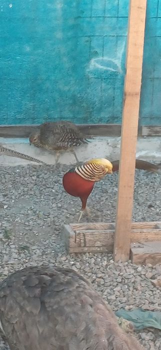 Mascul fazan auriu pe roșu