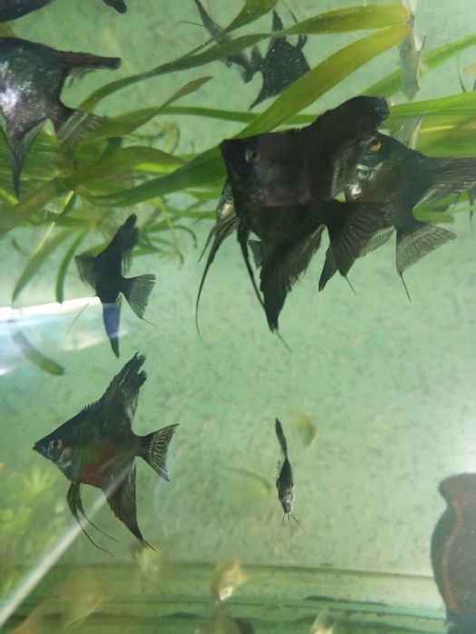 Продаются рыбы для аквариума