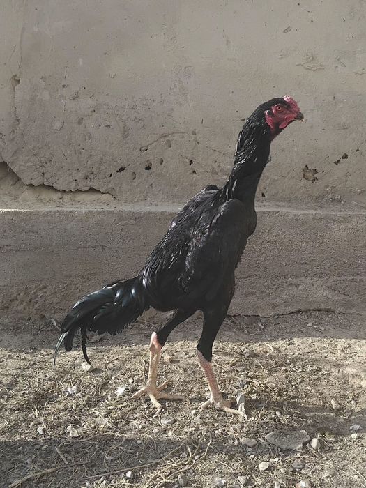 Дакан қораз сатылады.