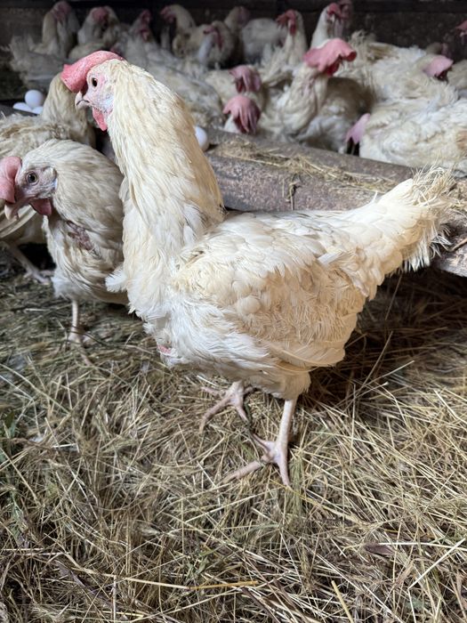 Куры несушки Легорныпродам