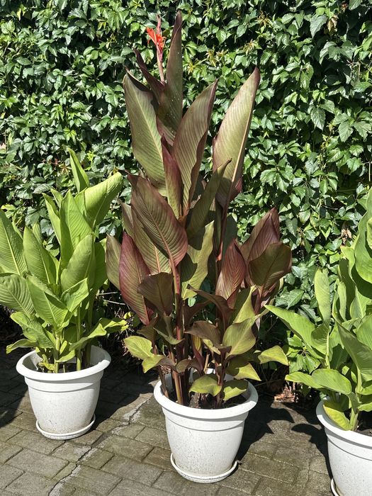 Канны цветы садовые, можно для дома