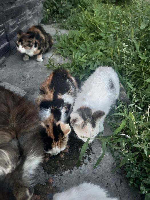 Отдам красивых котят!