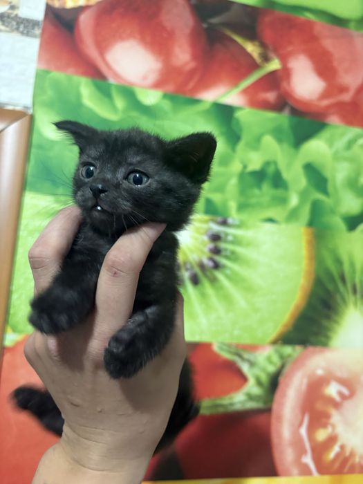 Котята Вислоухие