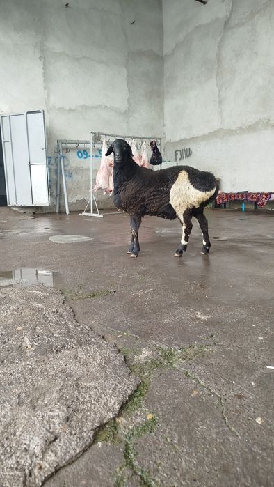 Qassob xizmati/qassobchilik xizmati