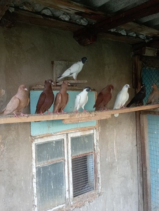 Продам голубей за 3000