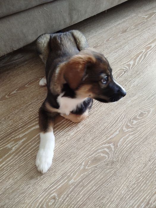 Щенок ищет добрые руки