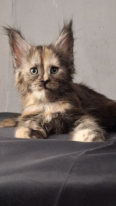 12 Чемпионов Мира в родословной