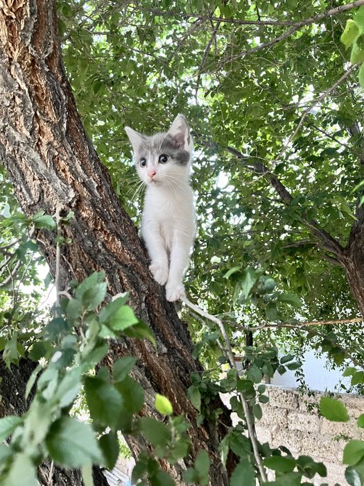 Две девочки-котёнка, 2,5 месяца. Скоро 3