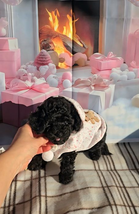 !РЕЗЕРВИРАНО!Мини пудел с родословие- 5 поколения назад