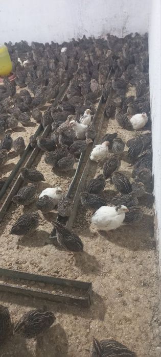 Bedanalar katta kichik