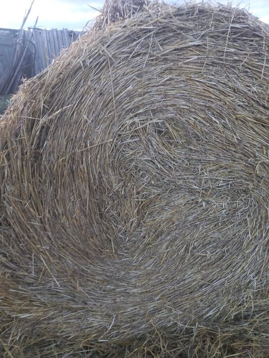Продам ячменую солому