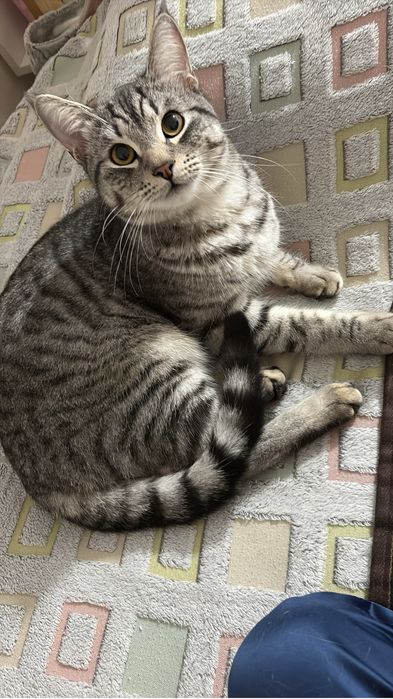 Груминг кошек и собак