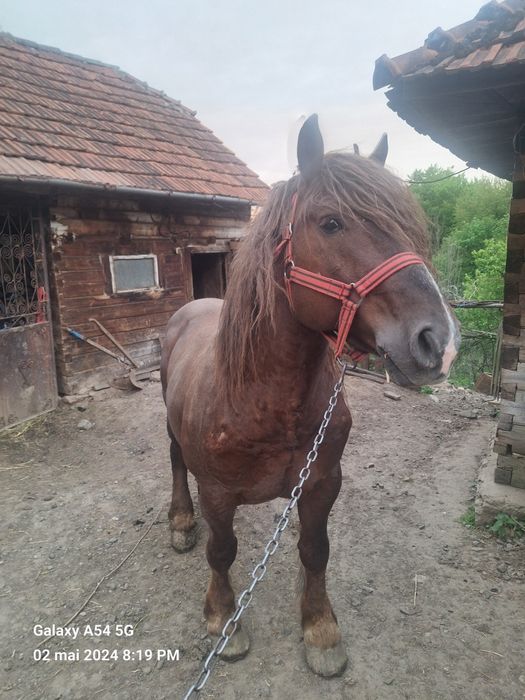 Vând armăsar lucrat la Pădure