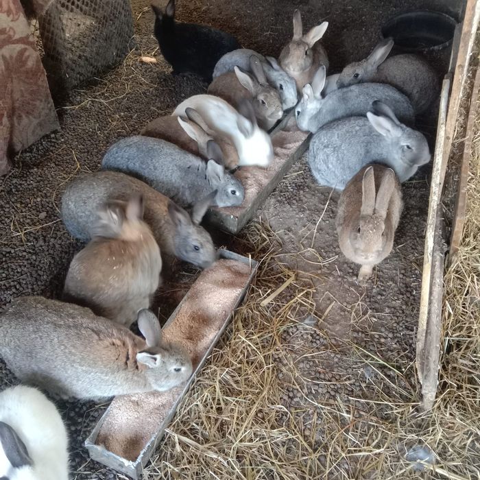 Продам кроликов домашних