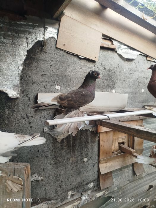 Продам голубеи разных