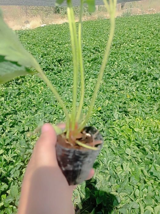 Қулупнай кўчатлари, рассада клубник