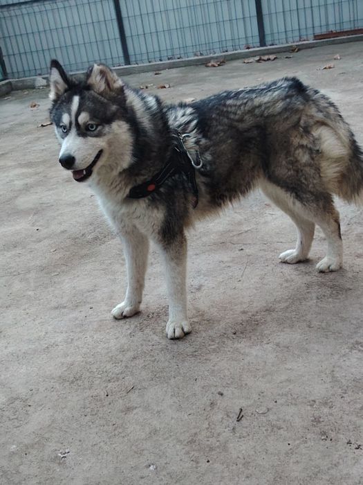 Зотдор ХАСКИ  ит сотилади 1 ёш киз бола жуда акилли ва мехрибон .