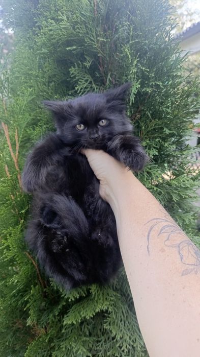 Котятки черные в любящие семьи
