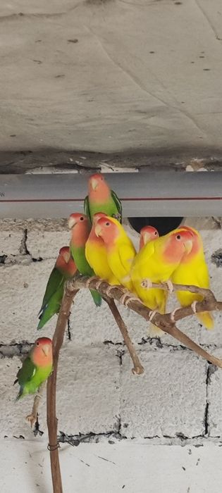 Неразлушка.                .