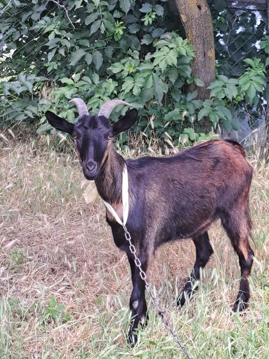 Vad iada de un an+ capra de raaa batrana de traiere nu mai este marluta de 2ani si numai da lapte