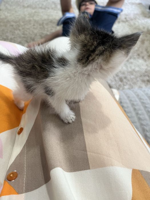 Котенок маленький 3 цвета