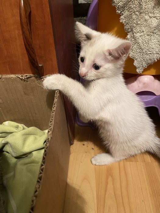 Котята  (мальчик и девочка )