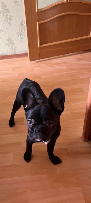 Французский бульдог девочка