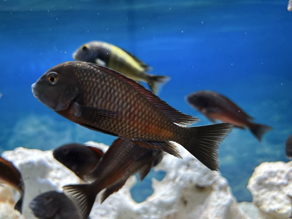 Vând Ciclide africane tropheus sp. Red Kalambwe