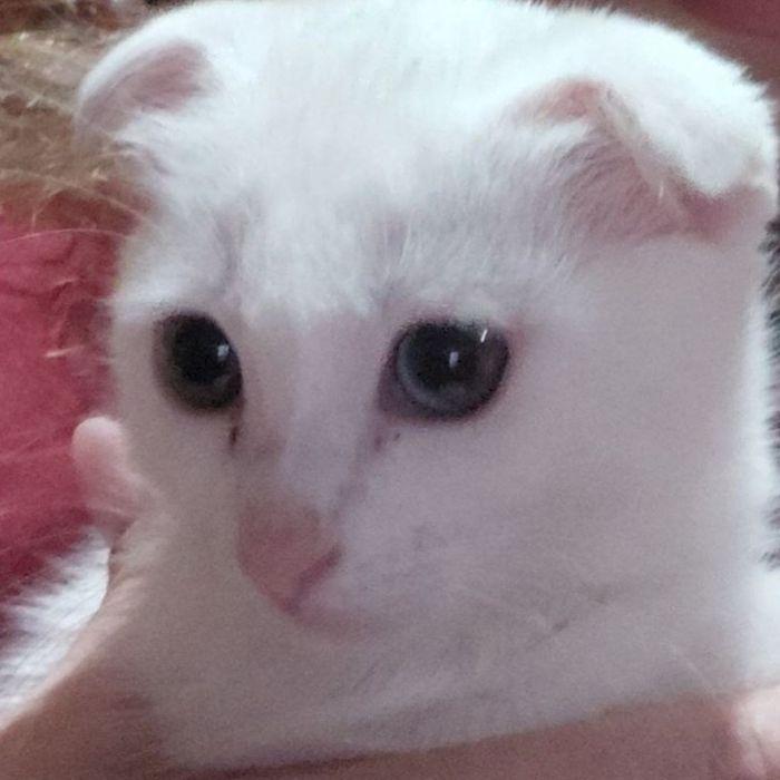 Uy mushugi xoxlaganlarga