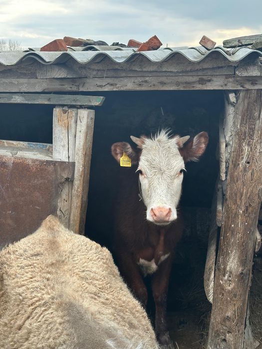 Продам телят звоните !!