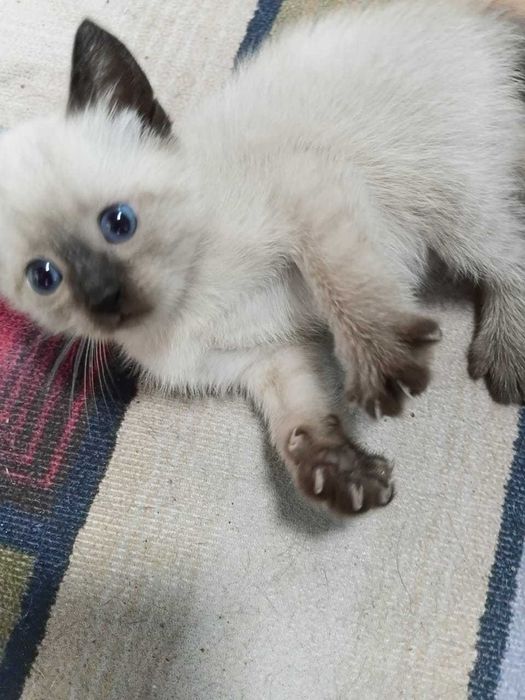 Отдам котят в добрые руки!