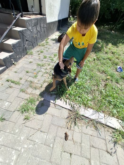 Продам шенок сабаку