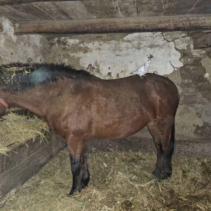 Iapa de vanzare ,Macea Arad