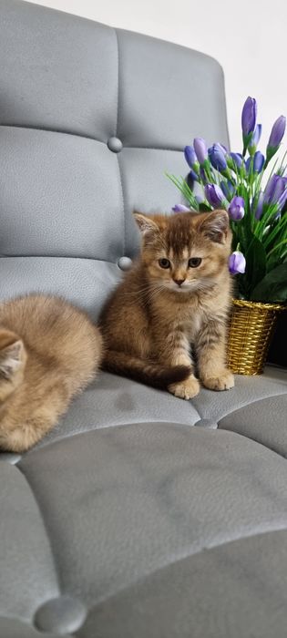 Продается чистокровные британская золатая шиншилла