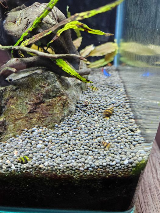 Новое потомство улиток- Хелен