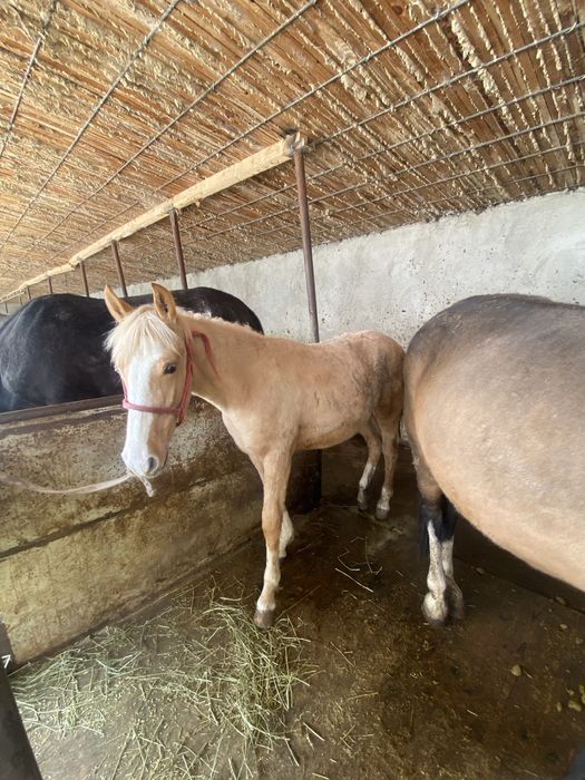 Бие құлында жасы 3 те