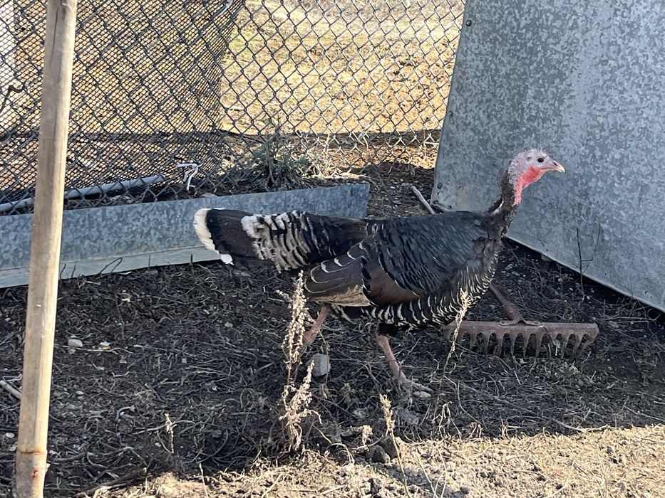 Продам курей и индейку домашние