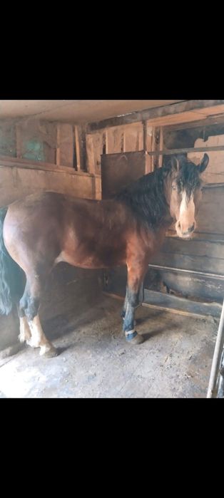 Продам жеребёнка