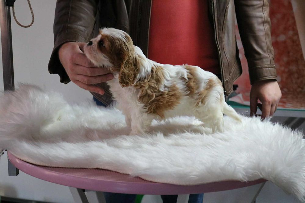 Vindem Fetita de Cavalier KCS din parinti campioni testati genetic
