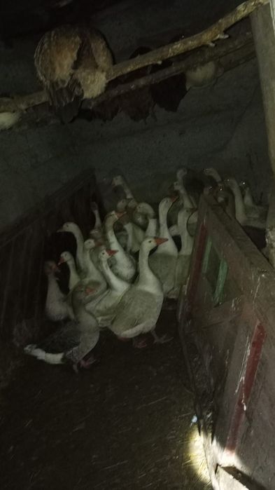 Продам гусей живьём