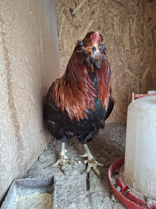 Cocos araucana potarnichiu sălbatic