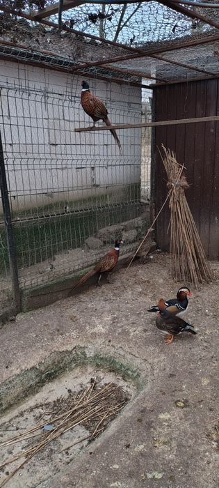 Fazani comuni de vânzare